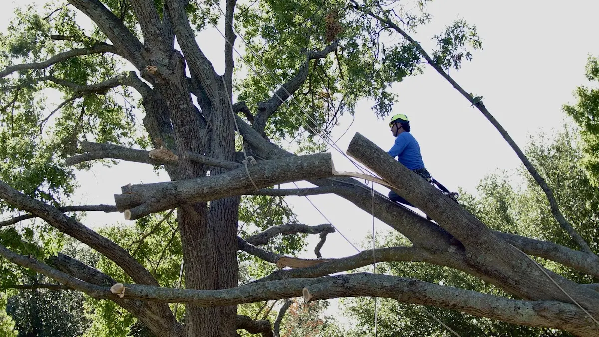 Professional Crown Thinning performed by certified arborists in Myers Flat